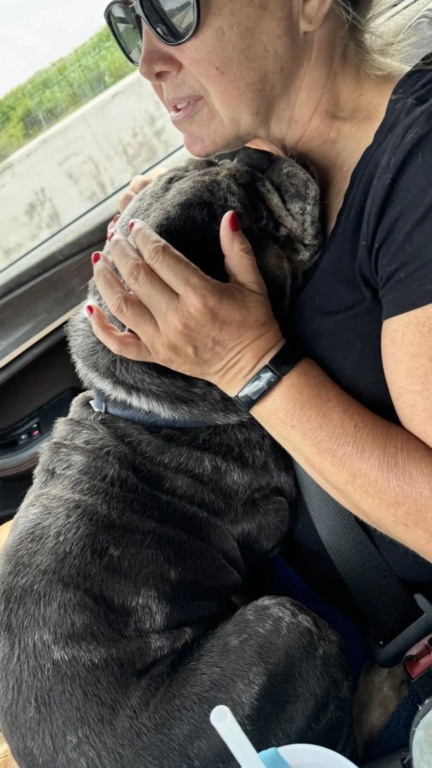 Bulldog amarrado a hidrante