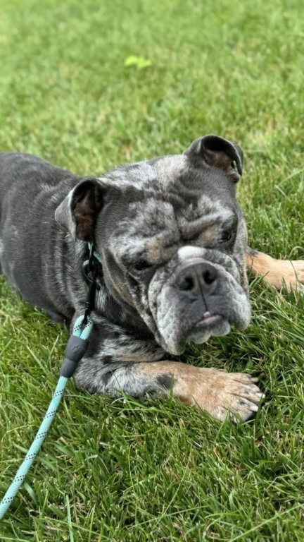 Bulldog amarrado a hidrante