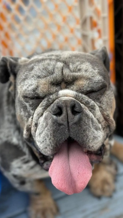 Bulldog amarrado a hidrante