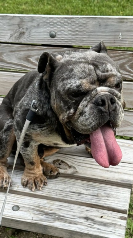 Bulldog amarrado a hidrante