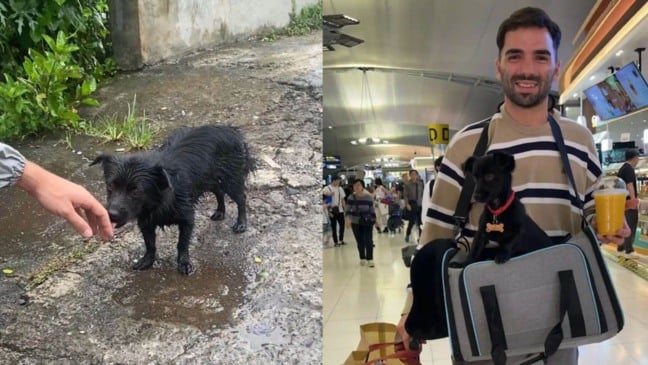 Foto: Reprodução/Golan Shoshan/The Dodo