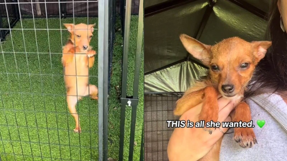 Cachorro sobe nas grades de canil para ganhar abraço