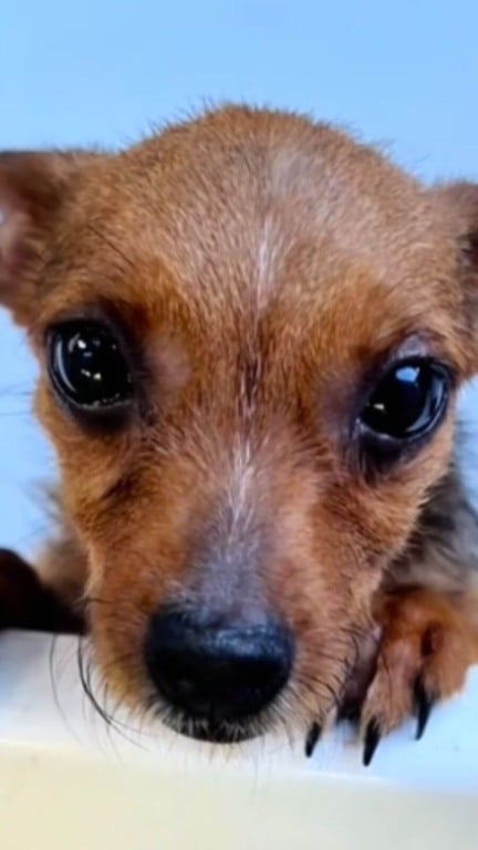 Cachorro abandonado adora abraços