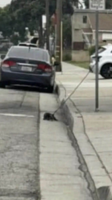 Cachorro abandonado amarrado em um poste