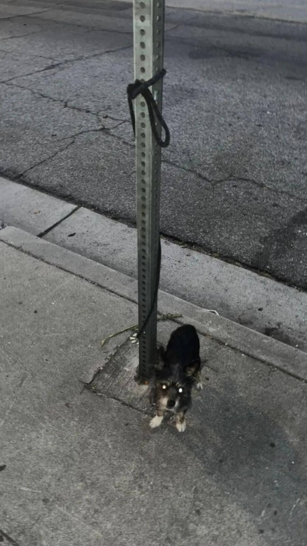 Cachorro abandonado amarrado em um poste