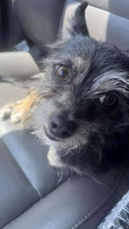 Cachorro abandonado amarrado em um poste