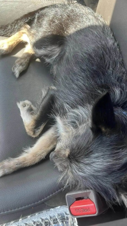 Cachorro abandonado amarrado em um poste