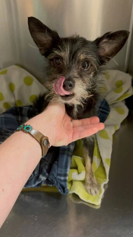 Cachorro abandonado amarrado em um poste