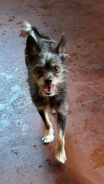 Cachorro abandonado amarrado em um poste