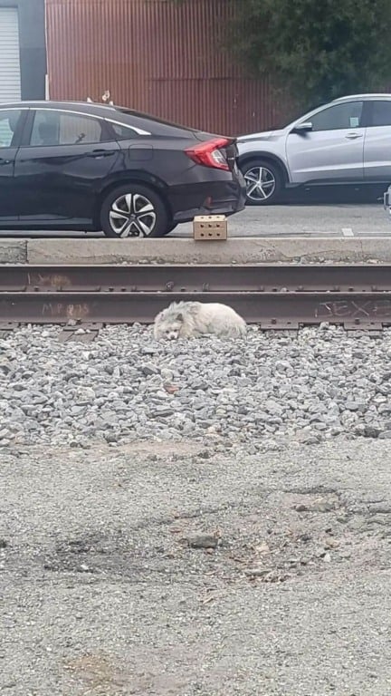 Cachorro abandonado dorme em trilho de trem