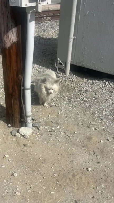 Cachorro abandonado dorme em trilho de trem