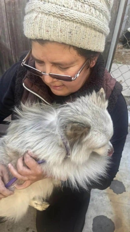 Cachorro abandonado dorme em trilho de trem
