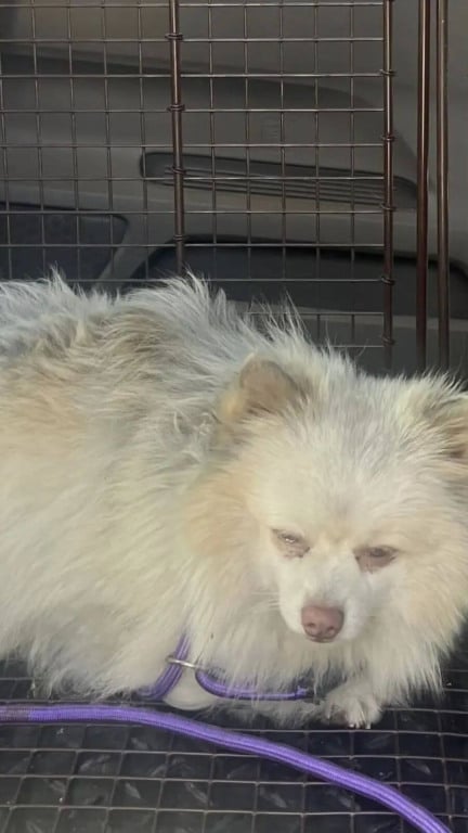 Cachorro abandonado dorme em trilho de trem