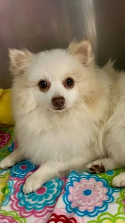 Cachorro abandonado dorme em trilho de trem