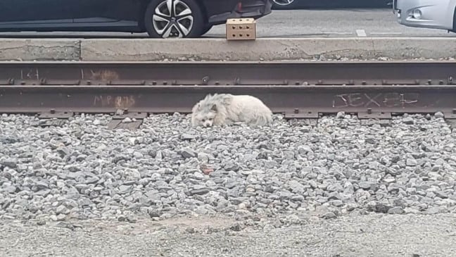 Cachorro abandonado dorme em trilho de trem