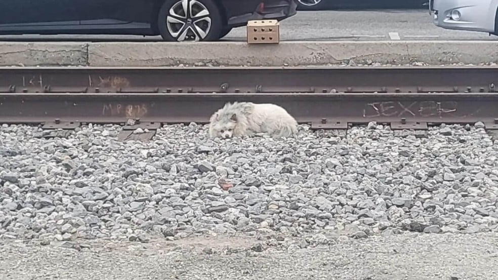 Cachorro abandonado dorme em trilho de trem