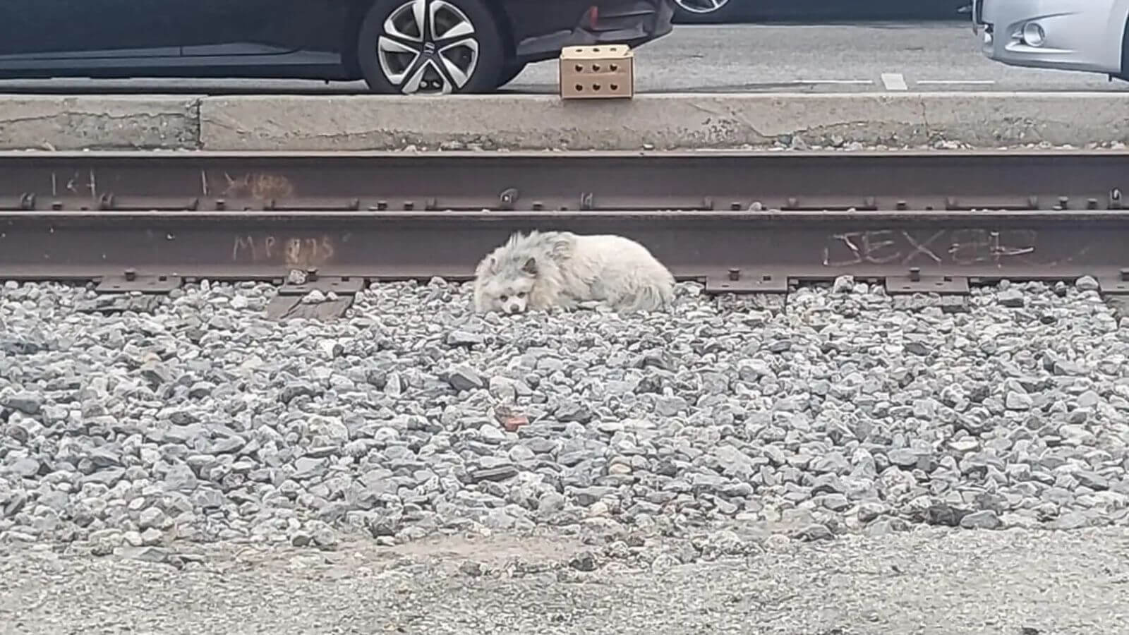 Cachorro abandonado dorme em trilho de trem