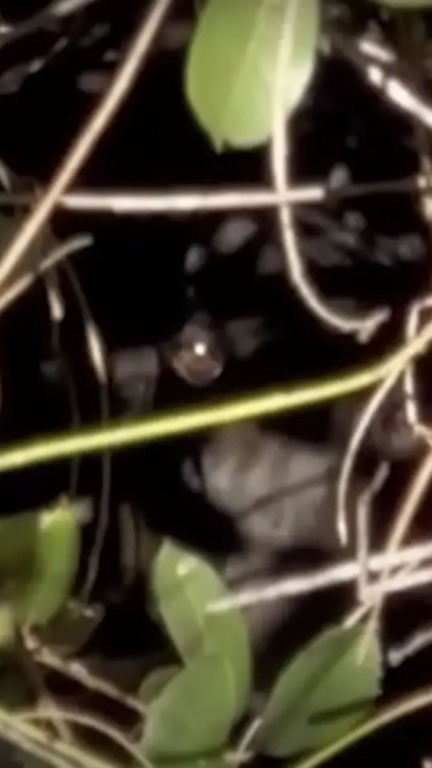 Cachorro abandonado no meio do nada