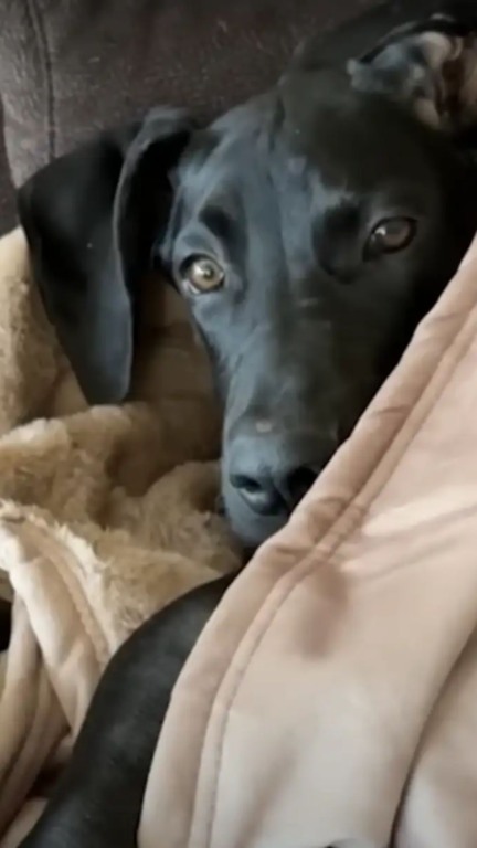 Cachorro abandonado no meio do nada