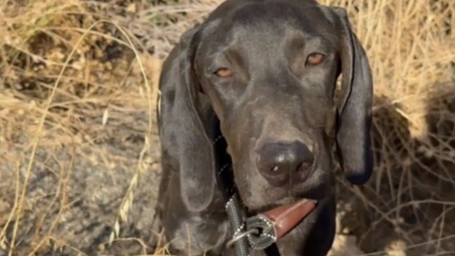 Cachorro abandonado no meio do nada