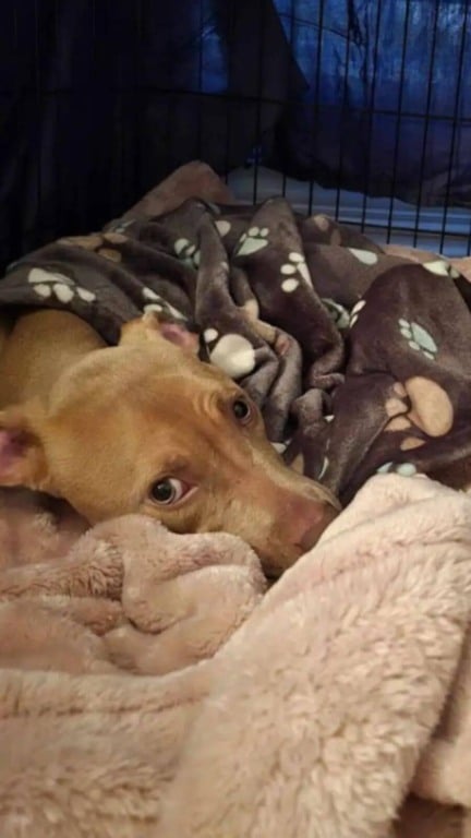 Cachorro amarrado a um poste no meio do nada