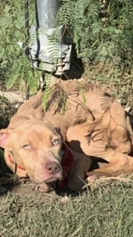 Cachorro amarrado a um poste no meio do nada