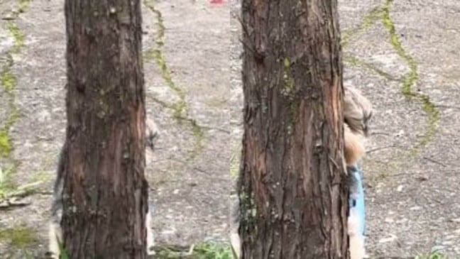 Cachorro aprende a brincar de esconde-esconde