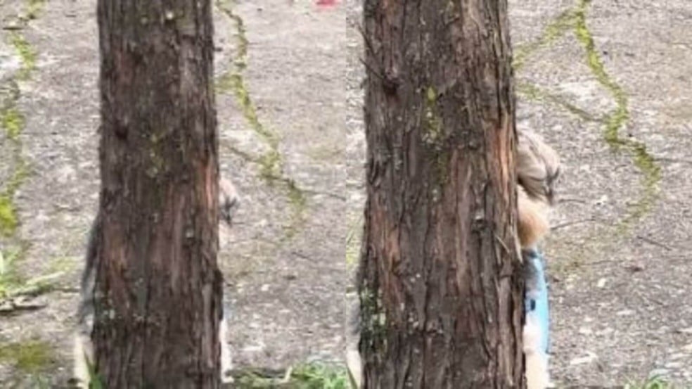 Cachorro aprende a brincar de esconde-esconde