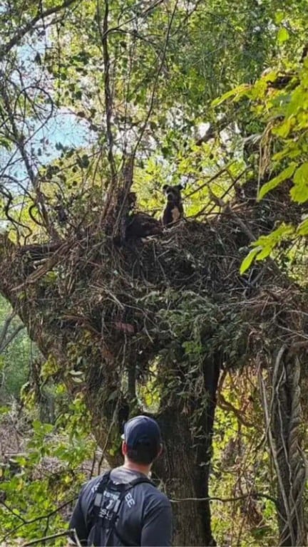 Cachorro arrastado por enchente é encontrado dias depois preso em uma árvore