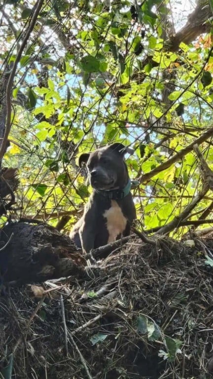 Cachorro arrastado por enchente é encontrado dias depois preso em uma árvore