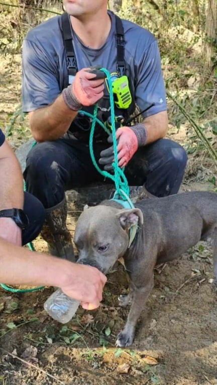 Cachorro arrastado por enchente é encontrado dias depois preso em uma árvore