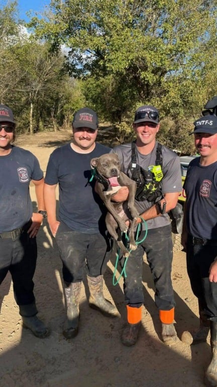 Cachorro arrastado por enchente é encontrado dias depois preso em uma árvore