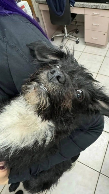 Cachorro atropelado volta para casa após cirurgia e emociona em reencontro com seu tutor