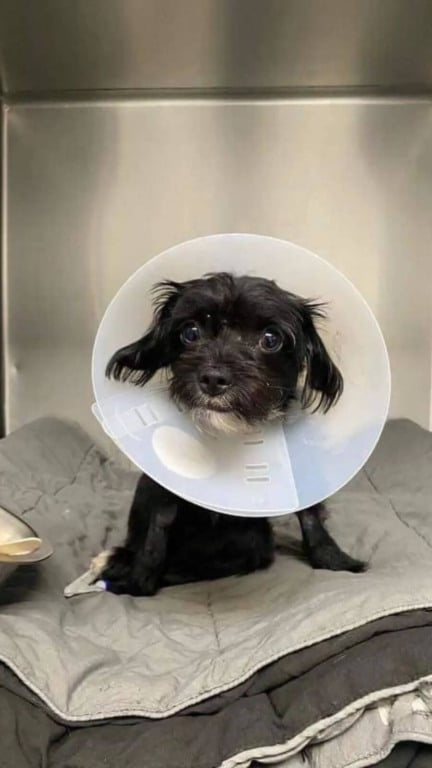 Cachorro atropelado volta para casa após cirurgia e emociona em reencontro com seu tutor