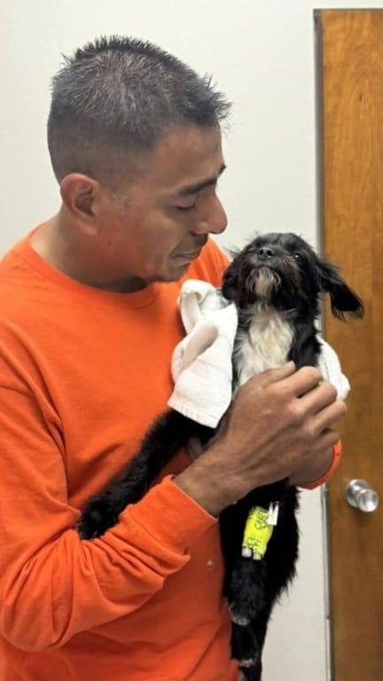 Cachorro atropelado volta para casa após cirurgia e emociona em reencontro com seu tutor