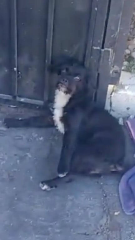 Cachorro atropelado volta para casa após cirurgia e emociona em reencontro com seu tutor