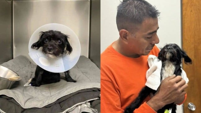 Cachorro atropelado volta para casa após cirurgia e emociona em reencontro com seu tutor