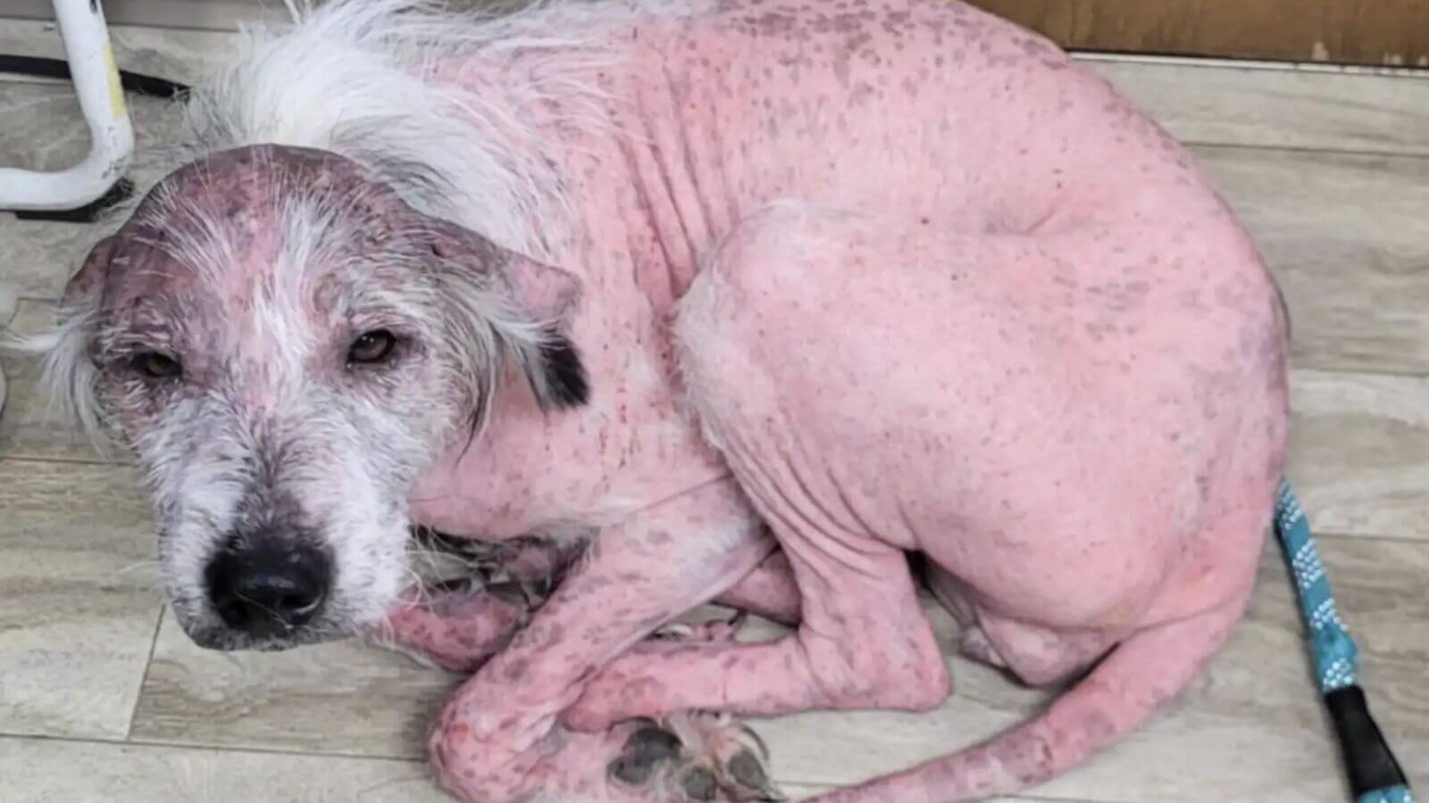 Cachorro careca resgatado em vala