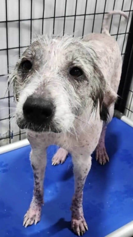 Cachorro careca resgatado em vala