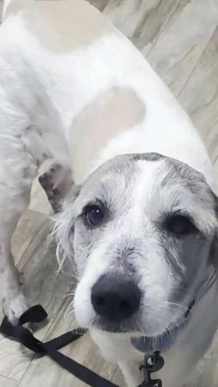 Cachorro careca resgatado em vala