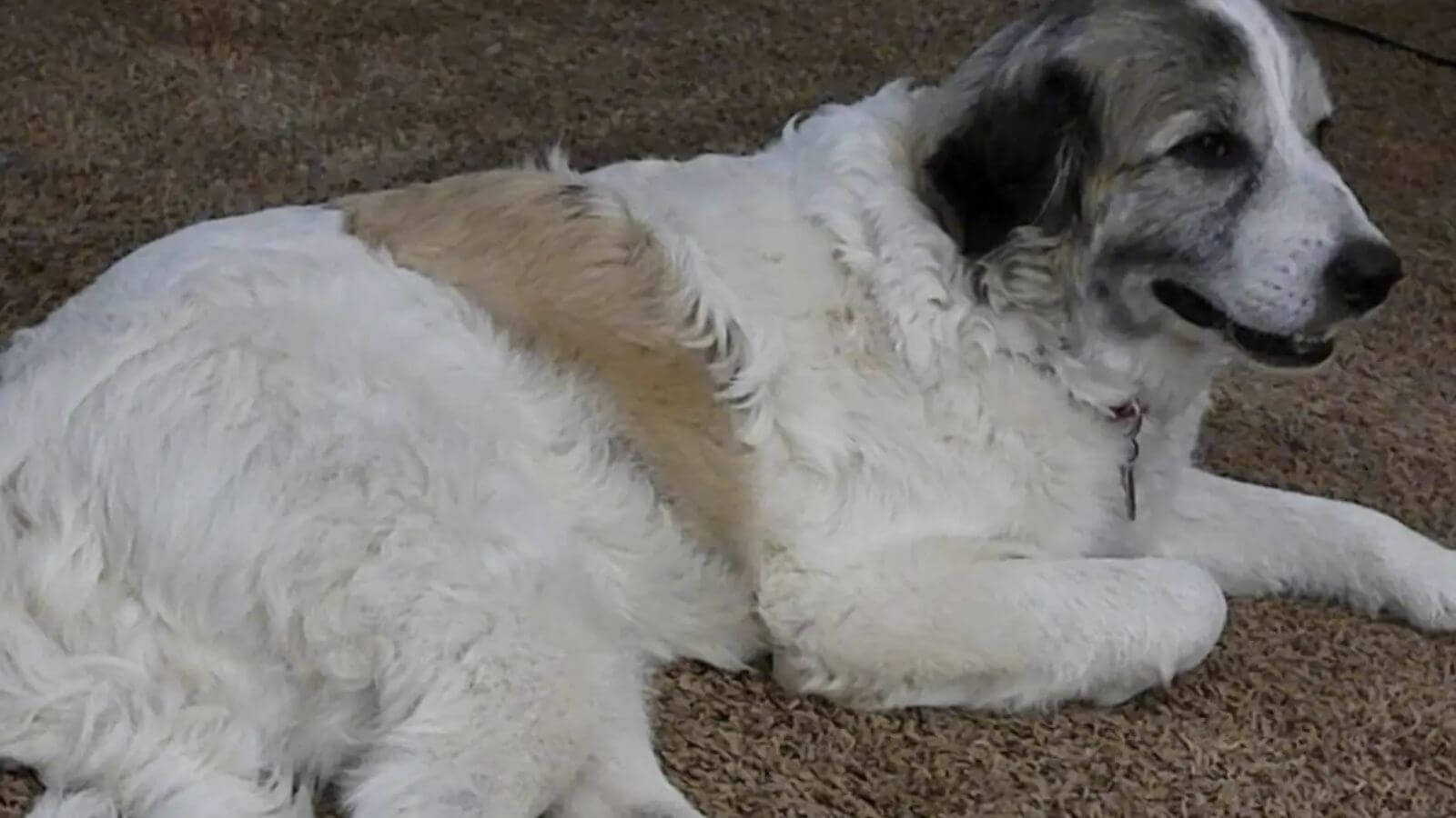 Cachorro careca resgatado em vala