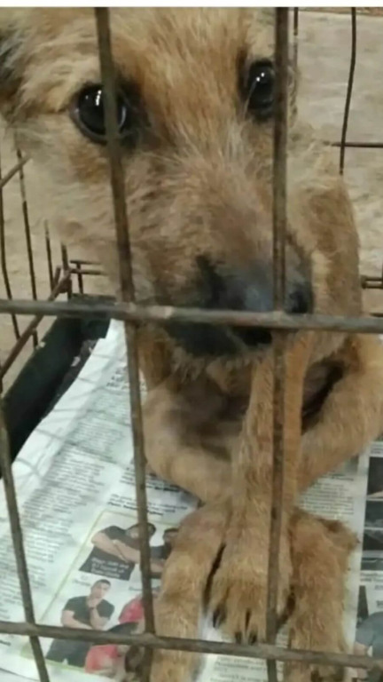 Cachorro com coluna quebrada é encontrado dentro de saco no lixão