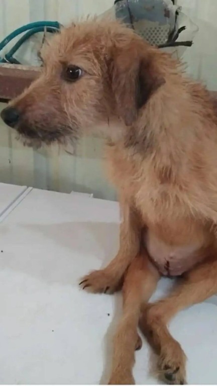 Cachorro com coluna quebrada é encontrado dentro de saco no lixão