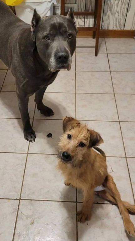 Cachorro com coluna quebrada é encontrado dentro de saco no lixão