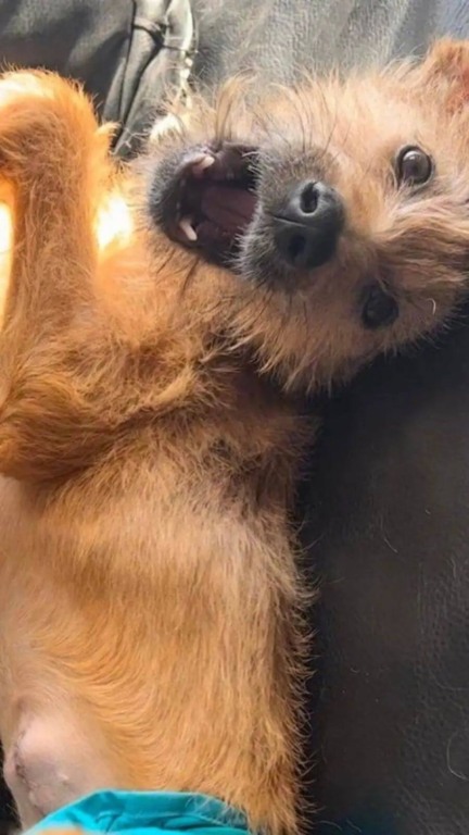 Cachorro com coluna quebrada é encontrado dentro de saco no lixão