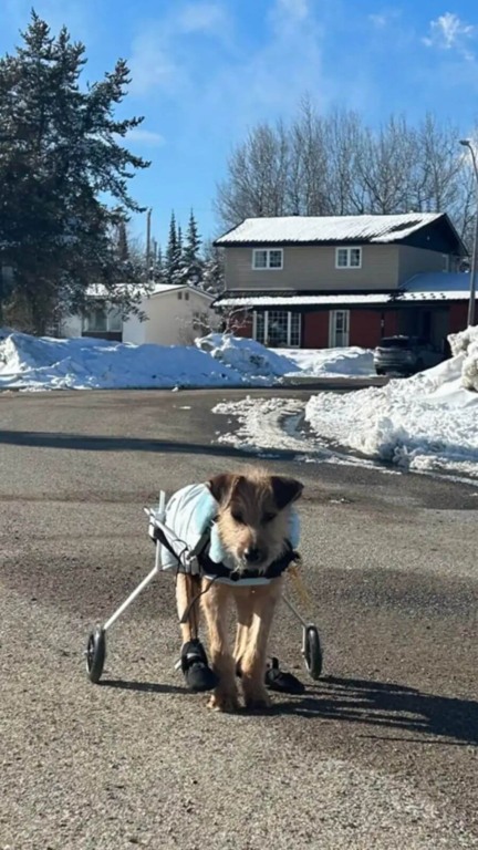 Cachorro com coluna quebrada é encontrado dentro de saco no lixão