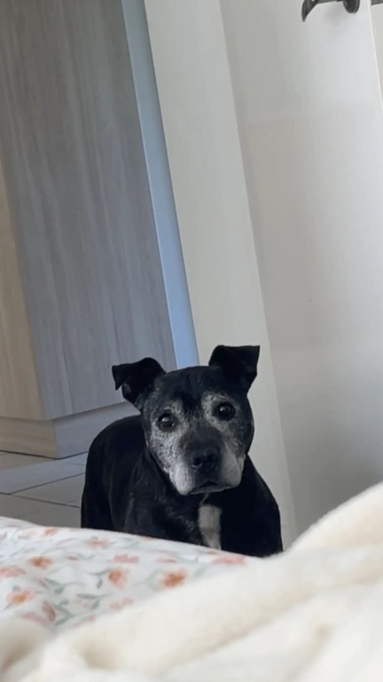 Cachorro consegue um novo lar na base da invasão