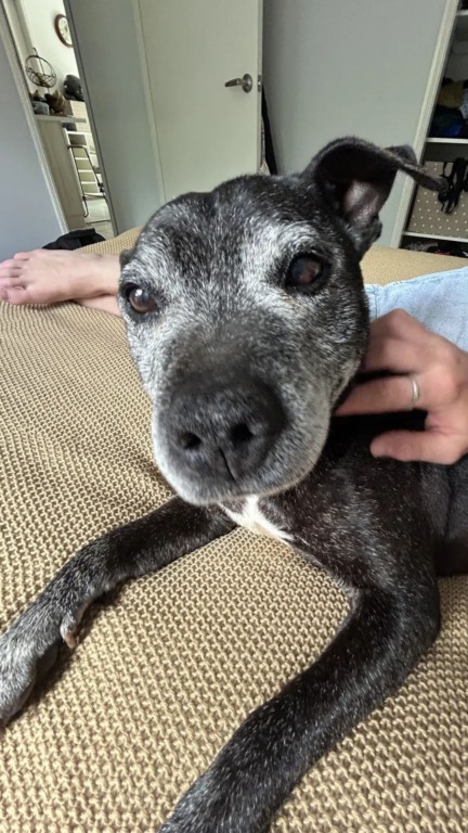 Cachorro consegue um novo lar na base da invasão