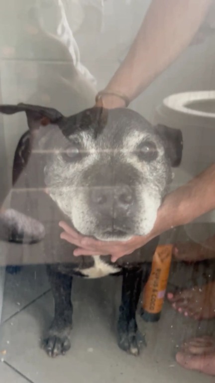 Cachorro consegue um novo lar na base da invasão