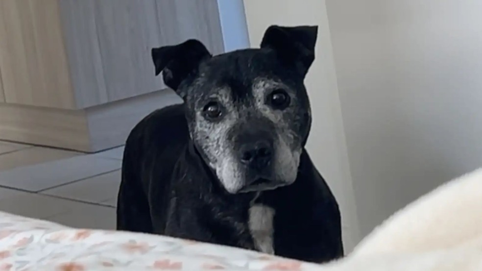 Cachorro consegue um novo lar na base da invasão Cachorro consegue um novo lar na base da invasão